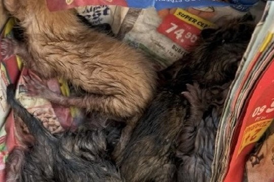 Policisté dopadli člověka, který odhodil do kontejneru v Holýšově koťata!