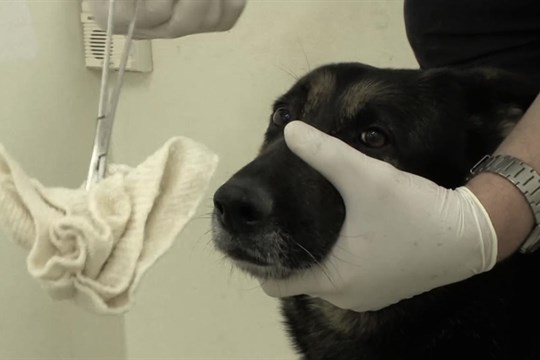 Finále Plzeň pokračuje, dorazí další hvězdy. Na jaké filmy můžete vidět v pondělí?