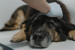 Nová veterinární služba první pomoci pomohla během prvního víkendu...