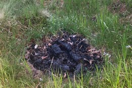 Ať Šumava shoří? Strážci NP Šumava letos likvidovali čtyřicítku...