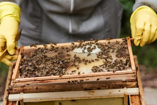 Více úlů i noví včelaři. Karlovarský kraj investuje do ochrany přírody