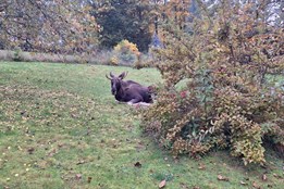 Policisté na Klatovsku zachraňovali losa Emila, uvízl na zahradě a...