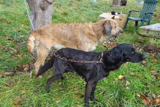 Záchrana ze zdevastované chaty: Veterináři odebrali podvyživené psy