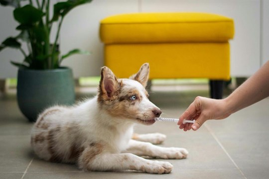 Pomoc pro zvířata o víkendech nekončí. Karlovarský kraj projekt prodlužuje