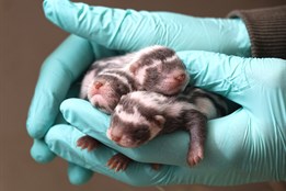 Není gorila jako zorila. Tu druhou odchovali v plzeňské ZOO. Poprvé...