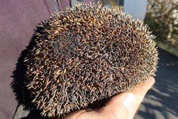 Jarní úklid málem skončil tragédií. V Tlučné našli ožehnutého ježka