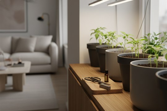 Předpěstování pro netrpělivé: Startuje sezóna parapetních farmářů