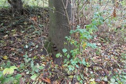 Plzeňské parky procházejí zimní očistou. Prioritou je bezpečnost i...