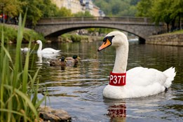 Labutě s límci: neobvyklé označení, které chrání ptáky i výzkum