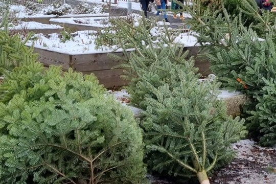 Karlovy Vary využijí staré vánoční stromky pro městské záhony