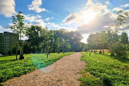 Sokolov slaví: Studentská alej a Stromokruh se staly Alejí roku Karlovarského kraje