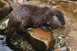 Plzeňská zoo slaví úspěšný rok: Vysoká návštěvnost i chovatelské...